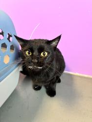 Shelter Stray Male Cat last seen Near S Encino Street, Unicorporated Salt Lake County, UT, 84117, 511 W 3900 S, Salt Lake City, UT 84123, USA