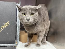 Shelter Stray Male Cat last seen Near Davidson Avenue, BRONX, NY, 10453, 326 E 110th St, New York, NY 10029, USA
