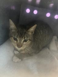 Shelter Stray Female Cat last seen Near S Rulon Street, Magna Township, UT, 84044, 511 W 3900 S, Salt Lake City, UT 84123, USA
