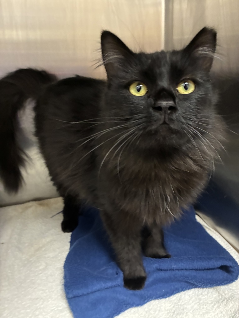 Shelter Stray Female Cat last seen Near S 4900 W, Kearns Township, UT, 84118, 511 W 3900 S, Salt Lake City, UT 84123, USA