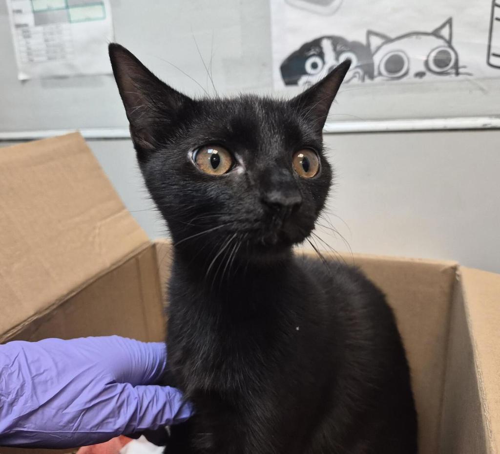 Shelter Stray Female Cat last seen ., BRONX, NY, 10462, 326 E 110th St, New York, NY 10029, USA