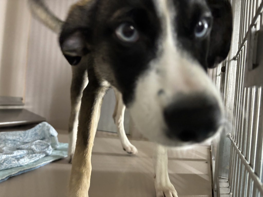Shelter Stray Female Dog last seen Near E Tremont Avenue, BRONX, NY, 10457, 326 E 110th St, New York, NY 10029, USA