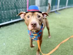 Shelter Stray Male Dog last seen Apt 2D,2034 7th Avenue, NEW YORK, NY, 10027, 326 E 110th St, New York, NY 10029, USA