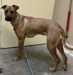 Shelter Stray Female Dog last seen Near E 6th Avenue, SPOKANE VALLEY, WA, 99216, 6815 E Trent Ave, Spokane, WA 99212, USA