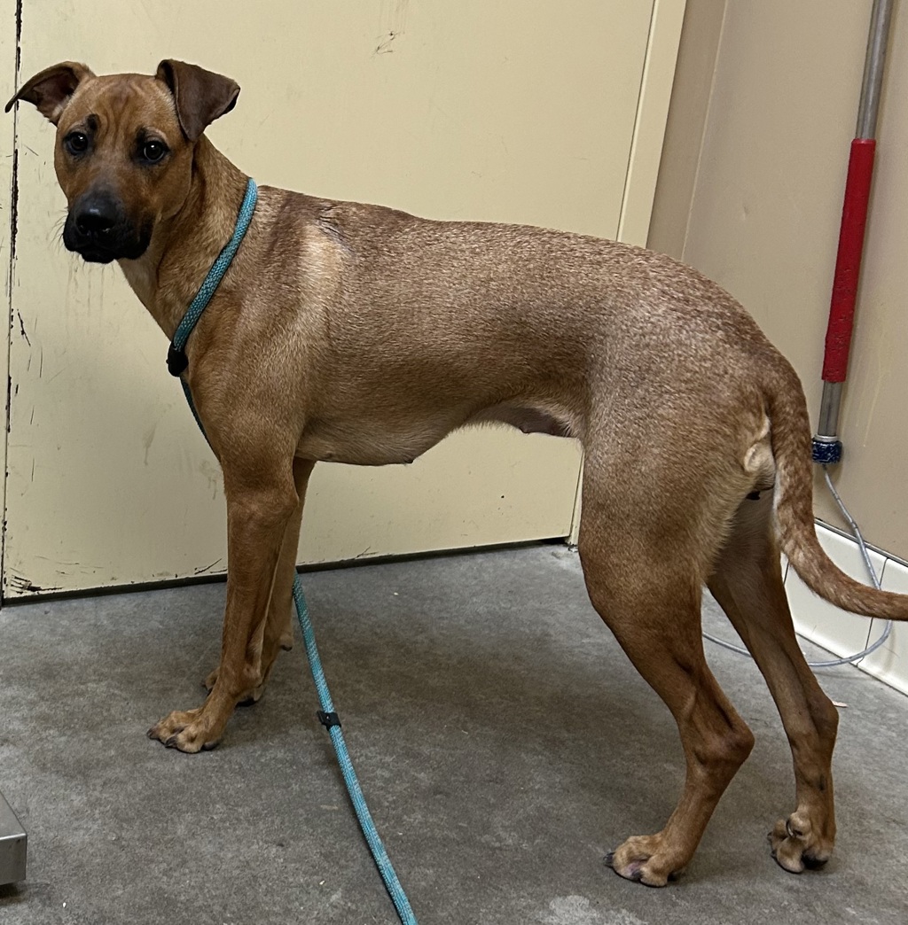 Shelter Stray Female Dog last seen Near E 6th Avenue, SPOKANE VALLEY, WA, 99216, 6815 E Trent Ave, Spokane, WA 99212, USA