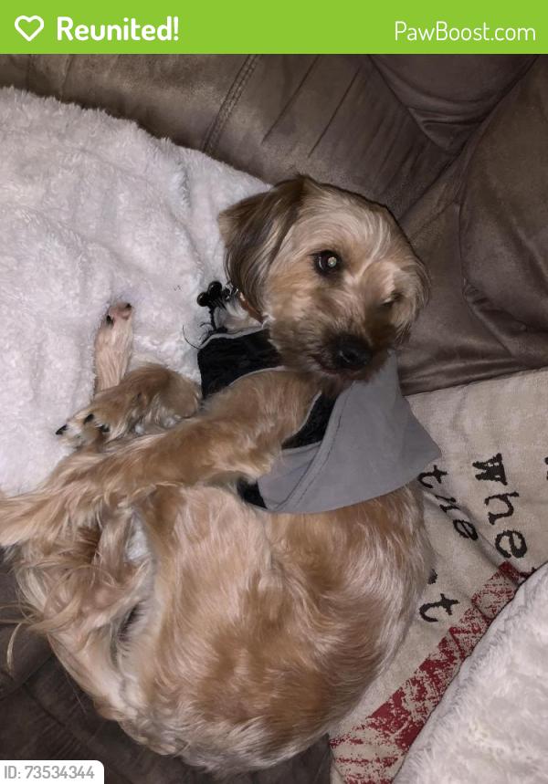 Reunited Male Dog last seen West Norwegian, Pottsville, PA 17901