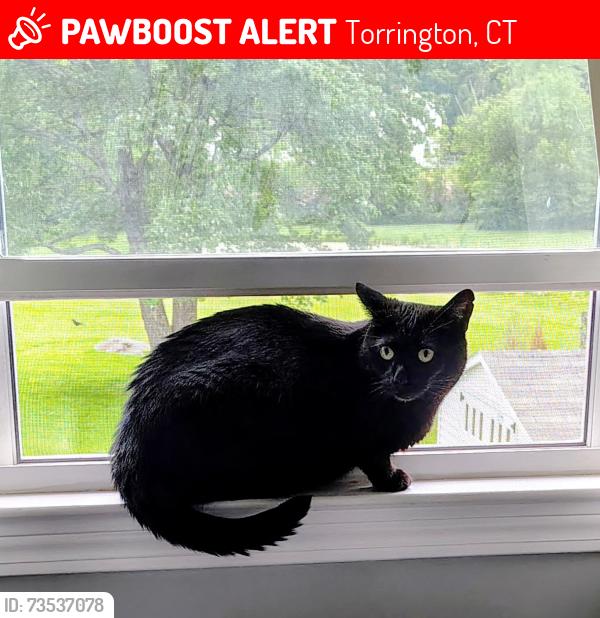 Lost Female Cat last seen Torringford Rd, Torrington, CT 06790
