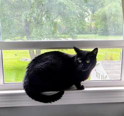 Lost Female Cat last seen Torringford Rd, Torrington, CT 06790