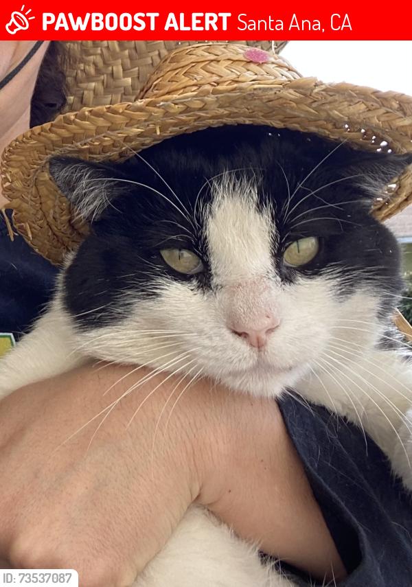 Lost Male Cat last seen Grand, Santa Ana, CA 92701
