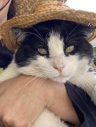 Lost Male Cat last seen Grand, Santa Ana, CA 92701
