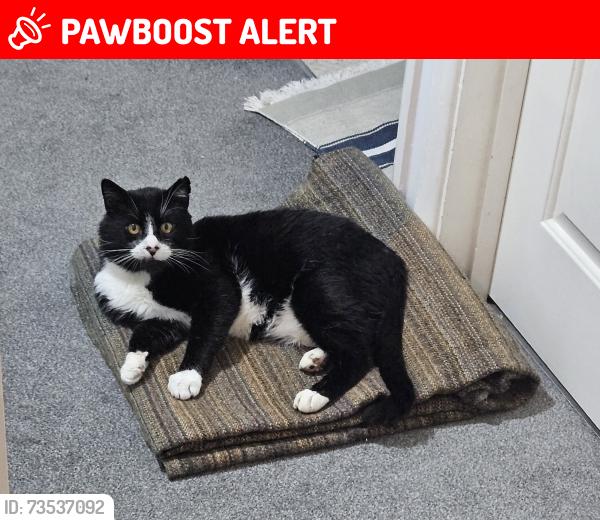 Lost Male Cat last seen Drift Avenue, Lincolnshire, England 