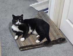 Lost Male Cat last seen Drift Avenue, Lincolnshire, England 