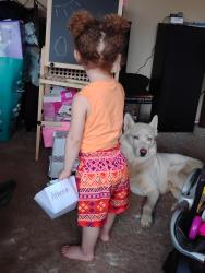 Lost Male Dog last seen Joplin & Century Ct S, Salem, OR 97302