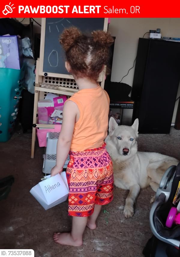 Lost Male Dog last seen Joplin & Century Ct S, Salem, OR 97302