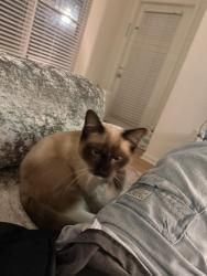 Reunited Male Cat last seen Near Esplanade Dr #104, Reston, VA 20194, Herndon, VA 20194