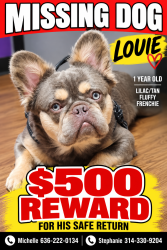 Lost Male Dog last seen Near Highway B, Hillsboro, MO 63050, Hillsboro, MO 63050