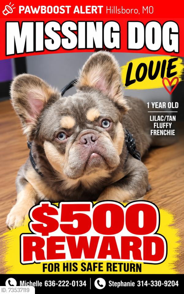 Lost Male Dog last seen Near Highway B, Hillsboro, MO 63050, Hillsboro, MO 63050