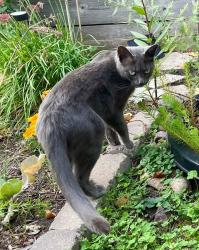 Reunited Female Cat last seen Simpson St & W Minnehaha Ave, Saint Paul, MN 55104