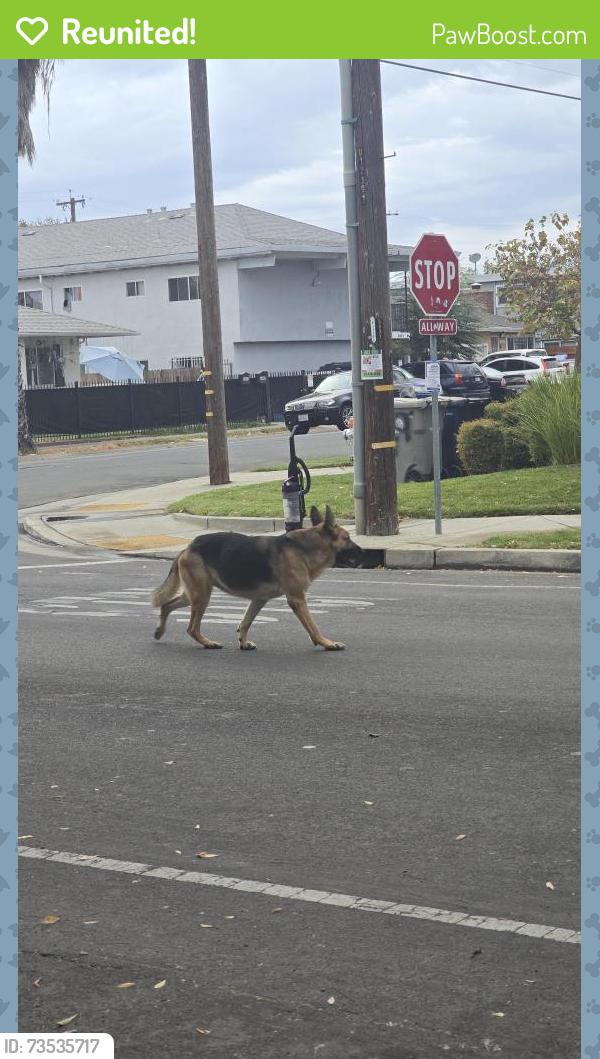Reunited Unknown Dog last seen Dixieanne Ave & Boxwood St, Sacramento, CA 95815