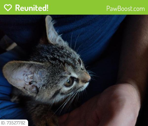Reunited Unknown Cat last seen Central & Nimms, Wichita, KS 67203
