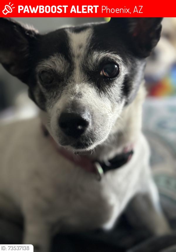 Lost Female Dog last seen 31st ave and northern, Phoenix, AZ 85051