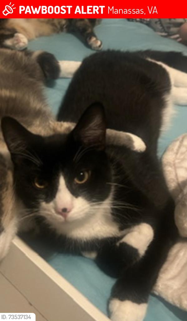 Lost Male Cat last seen Lomond drive and Ashton, Manassas, VA 20109