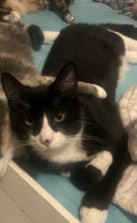 Lost Male Cat last seen Lomond drive and Ashton, Manassas, VA 20109