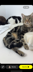 Lost Male Cat last seen My back garden, Holbury, England SO45 2LH