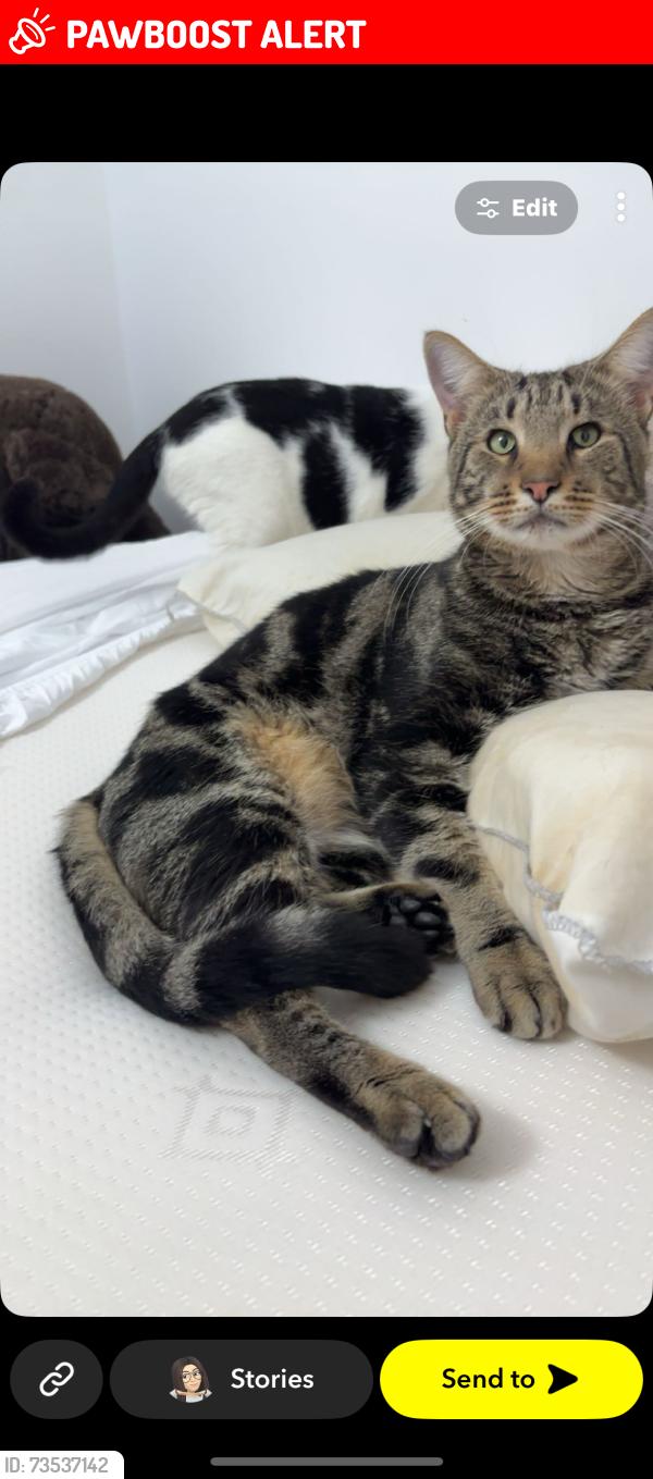 Lost Male Cat last seen My back garden, Holbury, England SO45 2LH