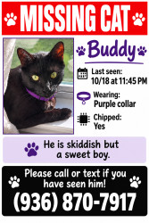 Lost Male Cat last seen Alexus, Avalon, Conroe, TX 77302