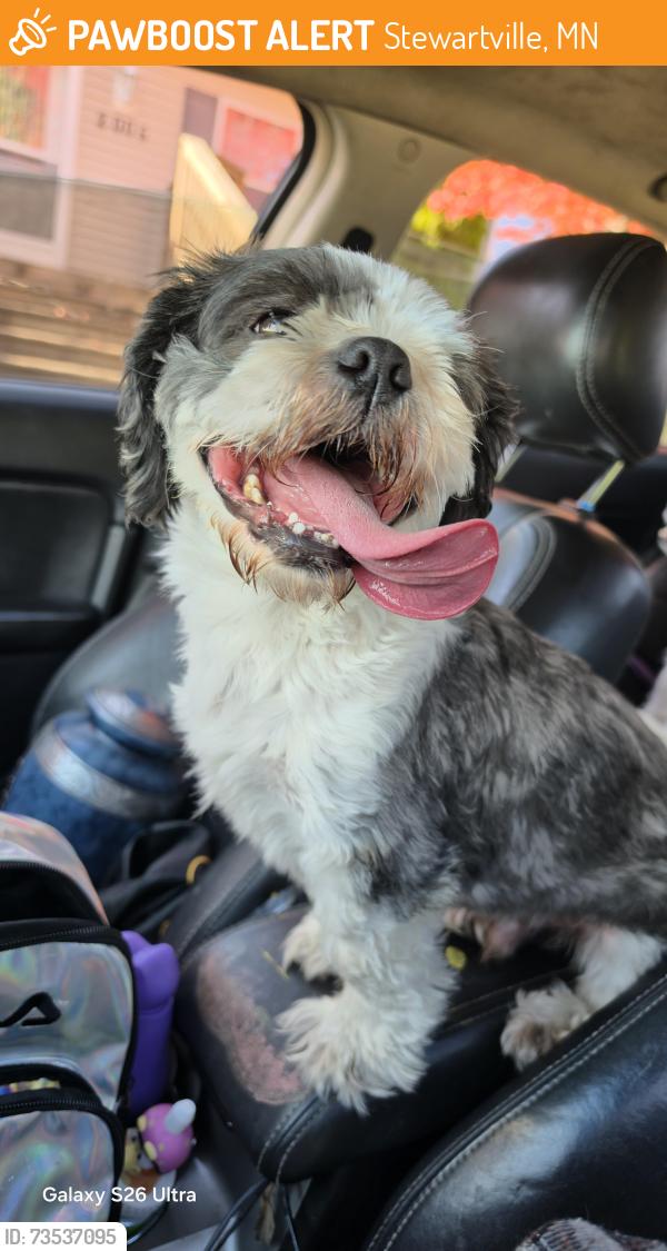 Found/Stray Male Dog last seen My yard, Stewartville, MN 55976