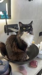 Reunited Male Cat last seen mackenzie st and Archibald st, Revesby, NSW 2211