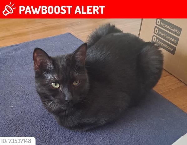 Lost Female Cat last seen New cross road, Greater London, England 