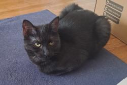 Lost Female Cat last seen New cross road, Greater London, England 