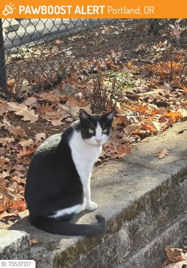 Found/Stray Unknown Cat last seen 8th and Davis, Portland, OR 97232