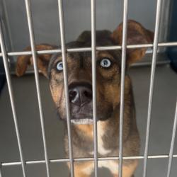 Shelter Stray Female Dog last seen , 328 Furman Hall Rd, Greenville, SC 29609, USA