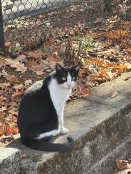 Found/Stray Unknown Cat last seen 8th and Davis, Portland, OR 97232