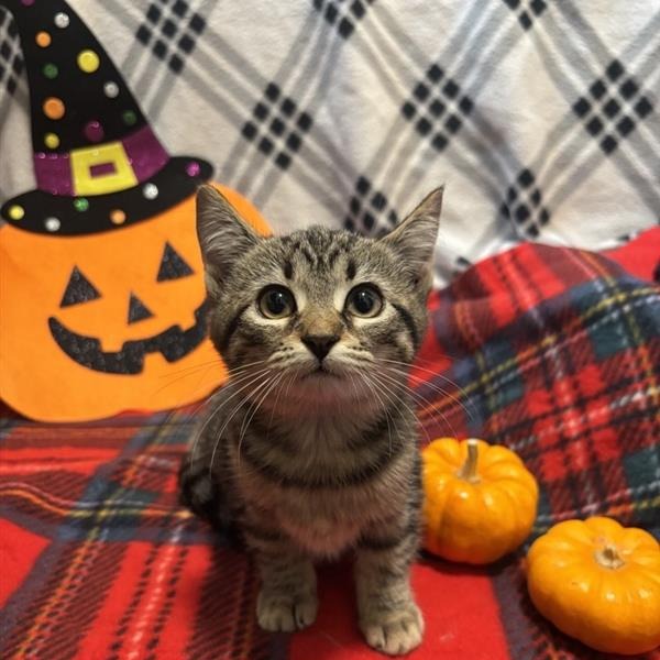 Shelter Stray Female Cat last seen , 361 S Raymond Ave, Pasadena, CA 91105, USA
