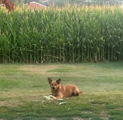 Lost Male Dog last seen North Meridian Rd, Stephens Rd, Steward Rd., Knapp Rad., Rockton, IL 61072