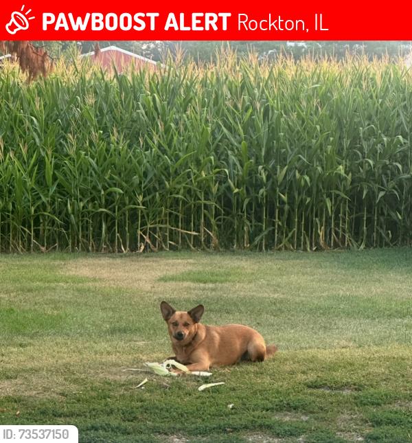 Lost Male Dog last seen North Meridian Rd, Stephens Rd, Steward Rd., Knapp Rad., Rockton, IL 61072