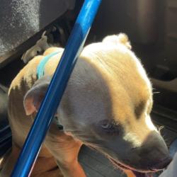 Shelter Stray Male Dog last seen , 2060 NE Rocky Ford Rd, Pinetta, FL 32350, USA