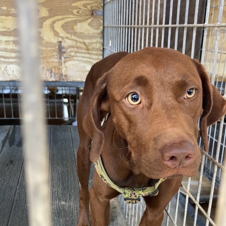 Shelter Stray Female Dog last seen , 2060 NE Rocky Ford Rd, Pinetta, FL 32350, USA