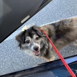 Shelter Stray Male Dog last seen , 980 Guilford College Rd, Greensboro, NC 27409, USA