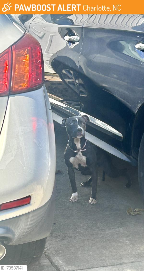 Found/Stray Unknown Dog last seen Reames Rd, WT Harris Blvd, Charlotte, NC 28216