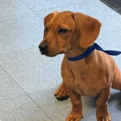 Shelter Stray Female Dog last seen , 12910 Yukon Ave, Hawthorne, CA 90250, USA