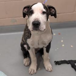 Shelter Stray Male Dog last seen , 2608 Center St, Tacoma, WA 98409, USA