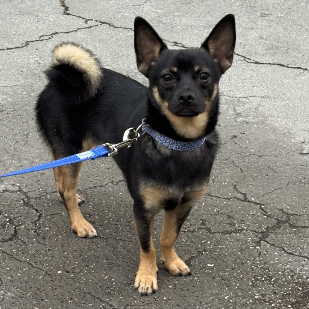 Shelter Stray Male Dog last seen , 100 Capital St, Jupiter, FL 33458, USA