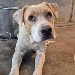 Shelter Stray Male Dog last seen , 2451 N Expressway 281, Edinburg, TX 78541, USA