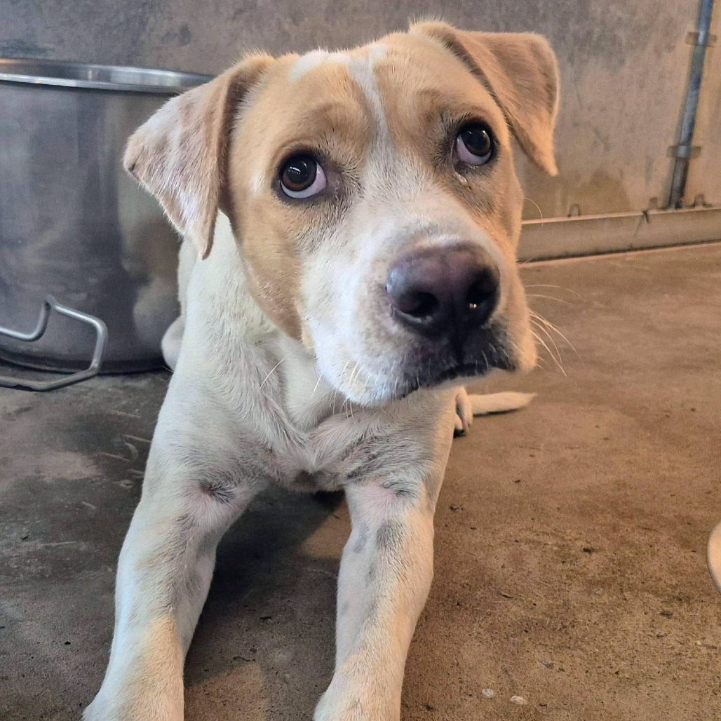 Shelter Stray Male Dog last seen , 2451 N Expressway 281, Edinburg, TX 78541, USA