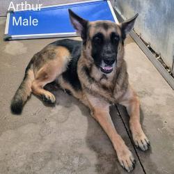 Shelter Stray Male Dog last seen , 2451 N Expressway 281, Edinburg, TX 78541, USA